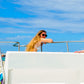 Private Party Boat - Full Experience, Natural Pool & Open Bar in Punta Cana