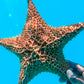 Party Boat with Snorkeling, Natural Pool & Open Bar in Punta Cana