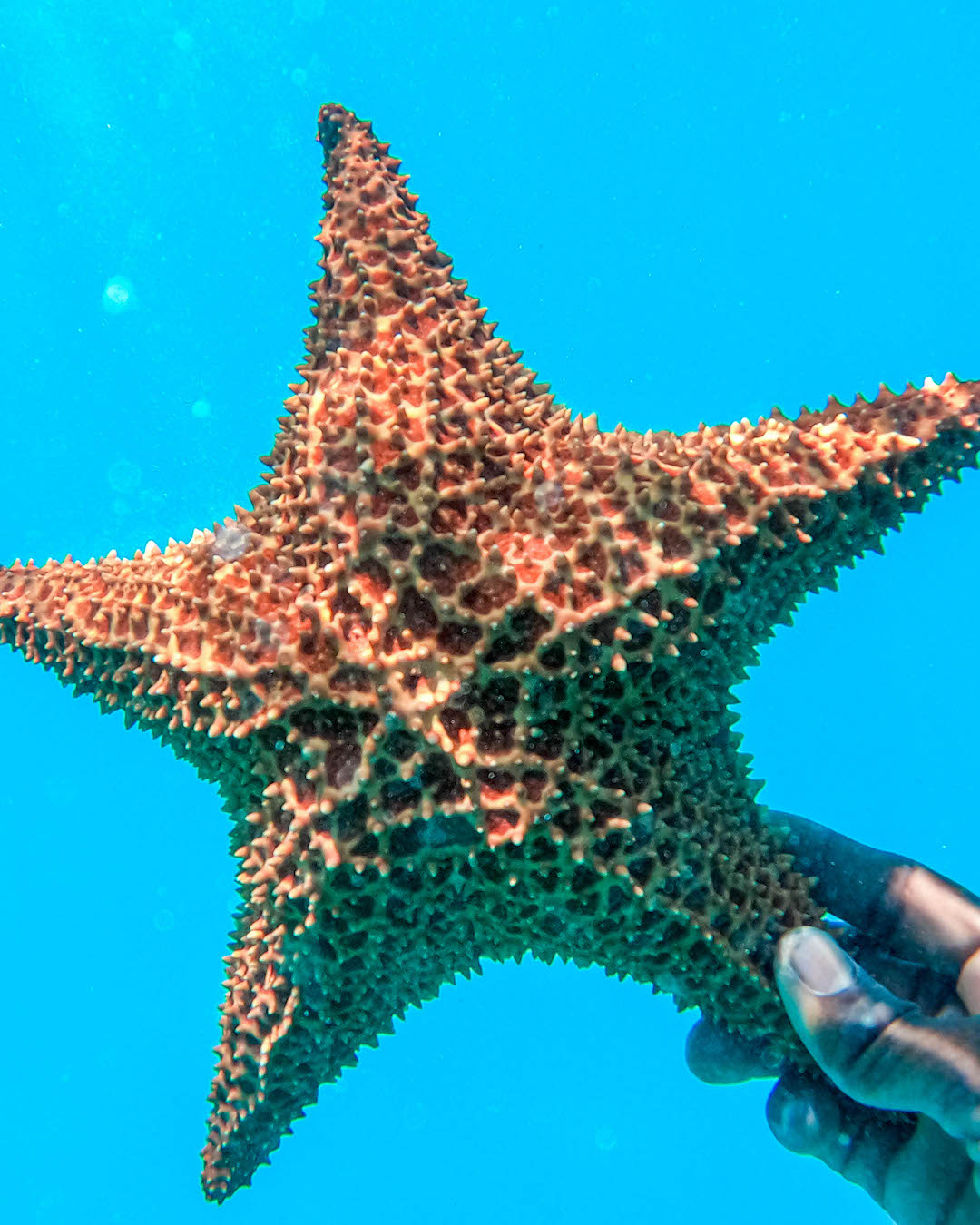 Party Boat with Snorkeling, Natural Pool & Open Bar in Punta Cana